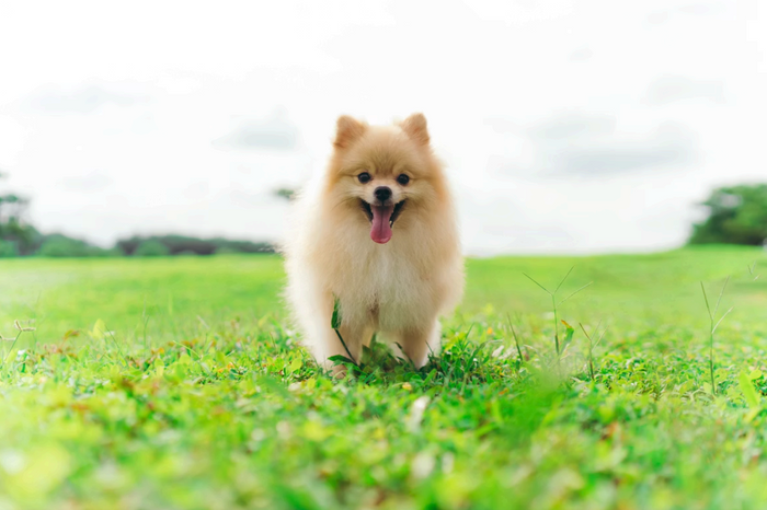 A fluffy cream-colored Pomeranian dog walking through a green grassy field with its tongue out, featured for a comprehensive Pomeranian dog breed guide.