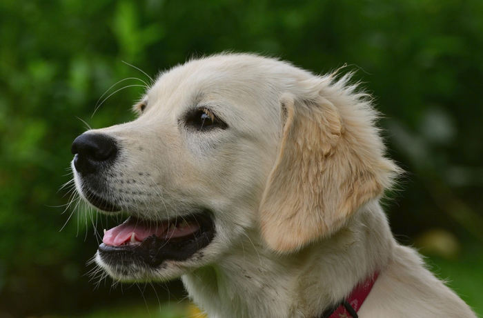 golden retriever playing in a sunny day