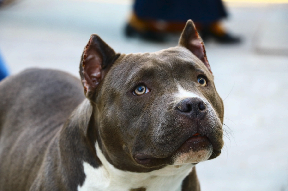 A close-up portrait of a grey and white Pitbull dog looking upward with expressive eyes, featured for a comprehensive Pitbull dog breed guide.