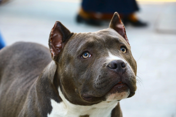 A close-up portrait of a grey and white Pitbull dog looking upward with expressive eyes, featured for a comprehensive Pitbull dog breed guide.