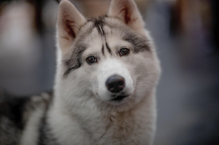 A close-up headshot of a grey and white Siberian Husky dog looking forward attentively, featured for a guide on Siberian Husky dog breed price, types, and care in India.