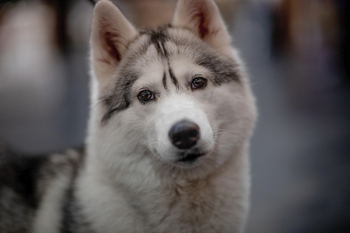 A close-up headshot of a grey and white Siberian Husky dog looking forward attentively, featured for a guide on Siberian Husky dog breed price, types, and care in India.