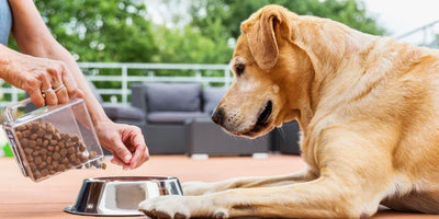 Ultimate Guide to Monsoon Pet Food Options: Best Nutrition During the Rainy Season