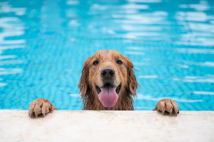 Dog swimming