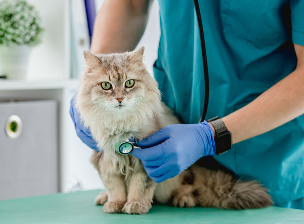 Why Regular Vet Check-Ups Are Essential for Your Cat’s Health