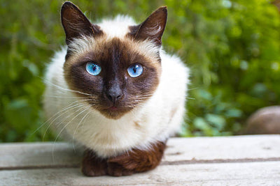 Siamese Cat Price: Here’s Everything You Need to Know