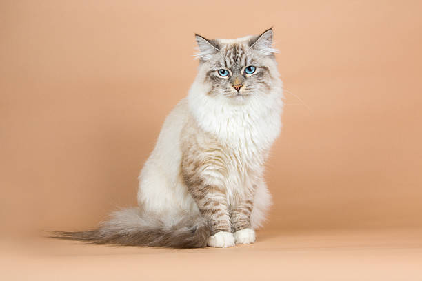 How Much Does a Siberian Cat Cost in India? Price, Care & Top Tips