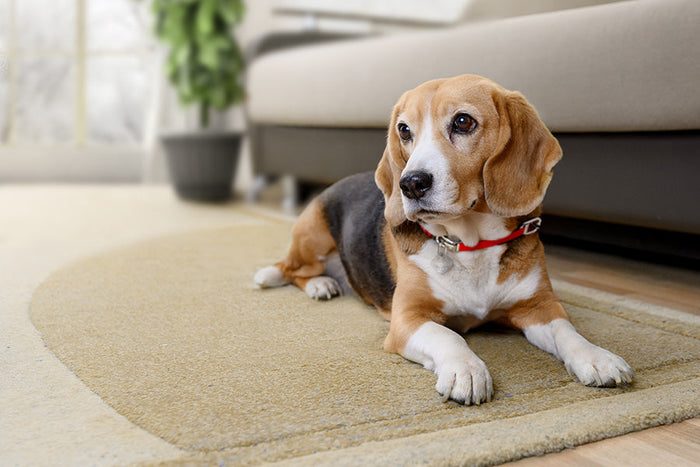 Parasites Don’t Wait! Protect Your Dog from Fleas, Ticks & Worms