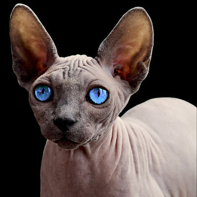 Sphynx Cat Price in India: Know Costs, Care, and More!