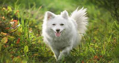 Indian Spitz Dog Price: All You Need to Know