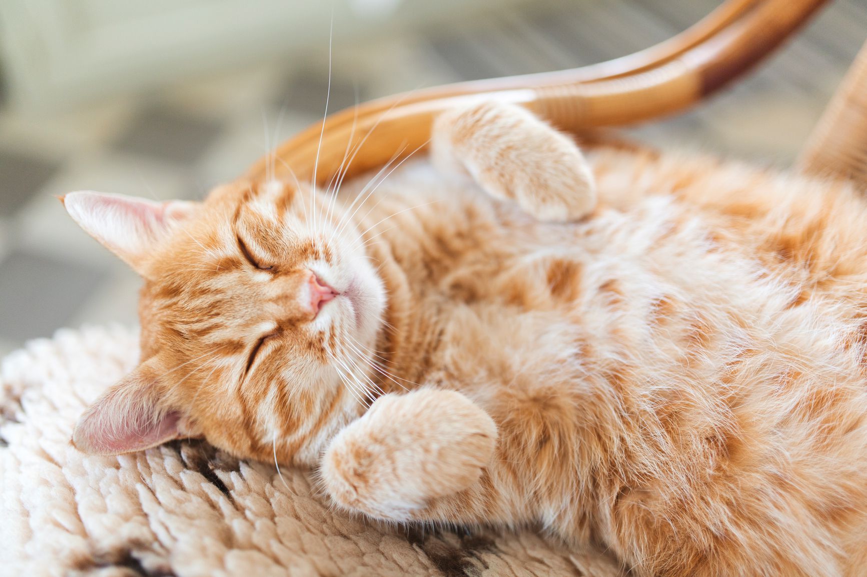 Groom ’Em the Vet-Approved Way! Healthy Coats, Happy Cats