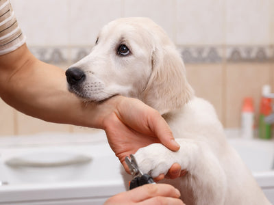 Keeping Your Dog Clean and Healthy in Monsoon: Essential Grooming Tips
