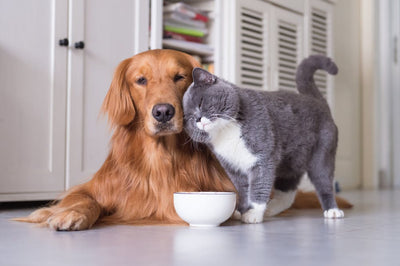 Dog and cat sitting together