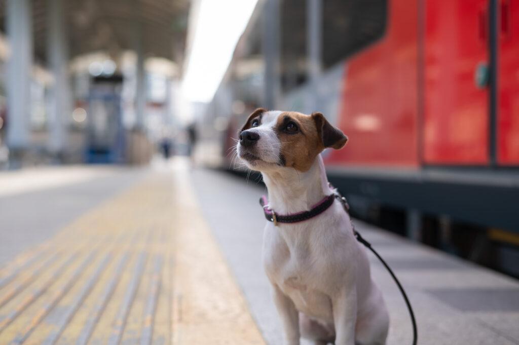 dog traveling in the train