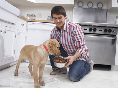 Why is My Dog a Fussy Eater? Reasons & Solutions