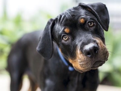 Vestibular Disease in Dogs and Cats: Causes, Symptoms, and Treatment Options