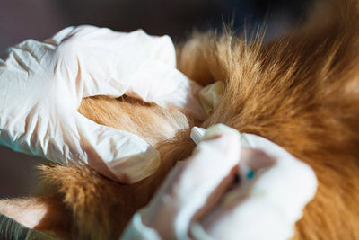 Understanding Age-Based Deworming Needs