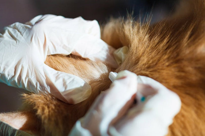 Understanding Age-Based Deworming Needs
