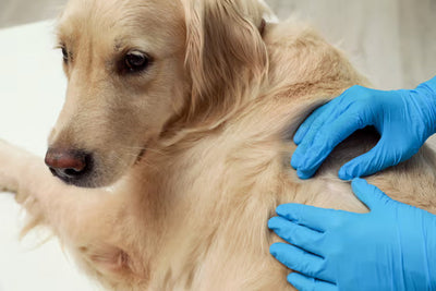 Fungal Infections in Dogs: Know What You Might Be Missing