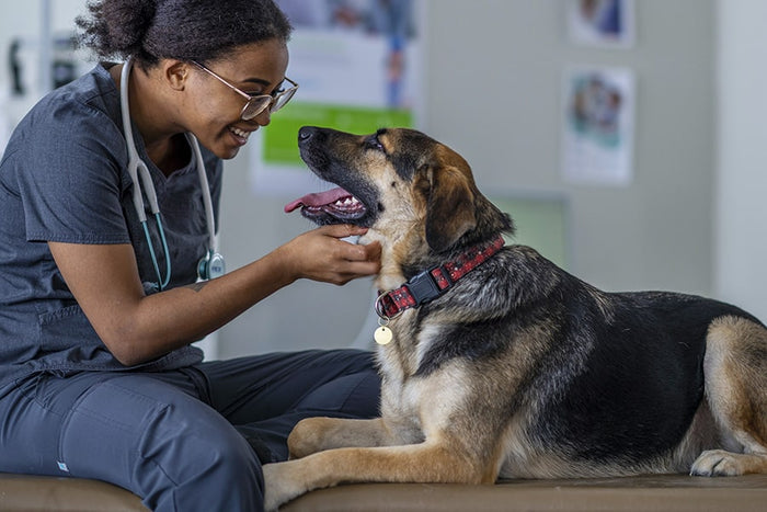 Early Care = Safer Care! Keep Your Dog Healthy with Vet Consults