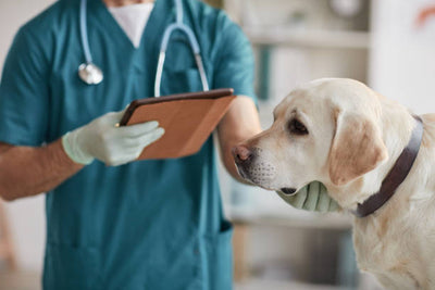 The Importance of Fear-Free Veterinary Care for your pet