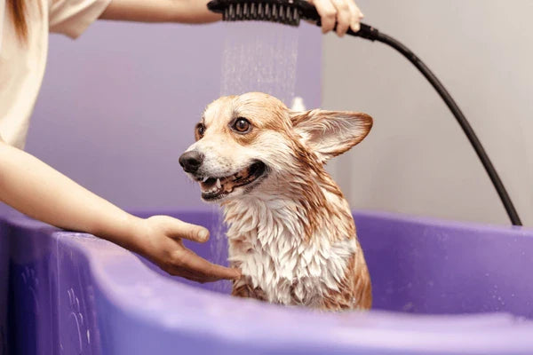 Ditch the Bath Time Drama: The Ultimate Guide to Waterless Dog Shampoo