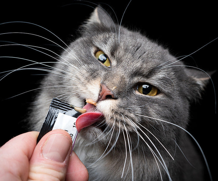 Tips to Keep Treats Fresh