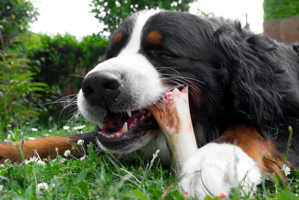 Dog chewing calcium bone
