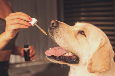 A Guide to Using Hemp for Dogs: Benefits and Precautions