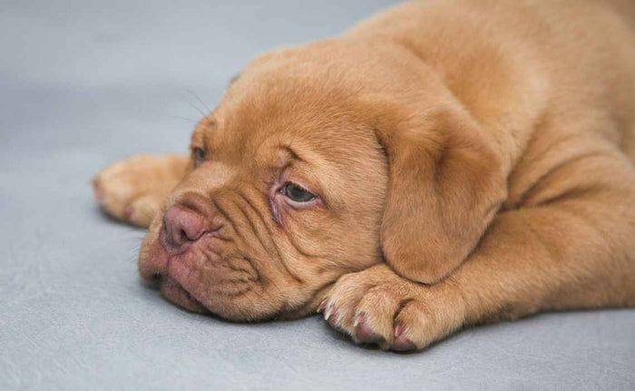 Comprehensive Guide: Essential Tips for Your Dog's Health and Happiness, Worries about Worms Addressed