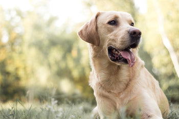 labrador dog prince in india 2026