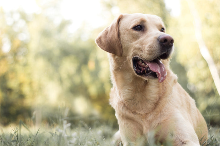labrador dog prince in india 2026