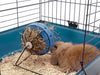 Savic Bunny Toy with Feeder for Rabbits Rabbits Savic
