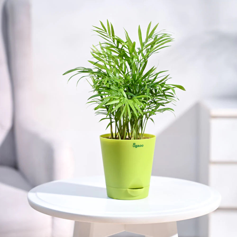 Ugaoo Bamboo Palm Plant with Self Watering Pot Pet Parent-Home & Garden Ugaoo Dropship 30-40cm
