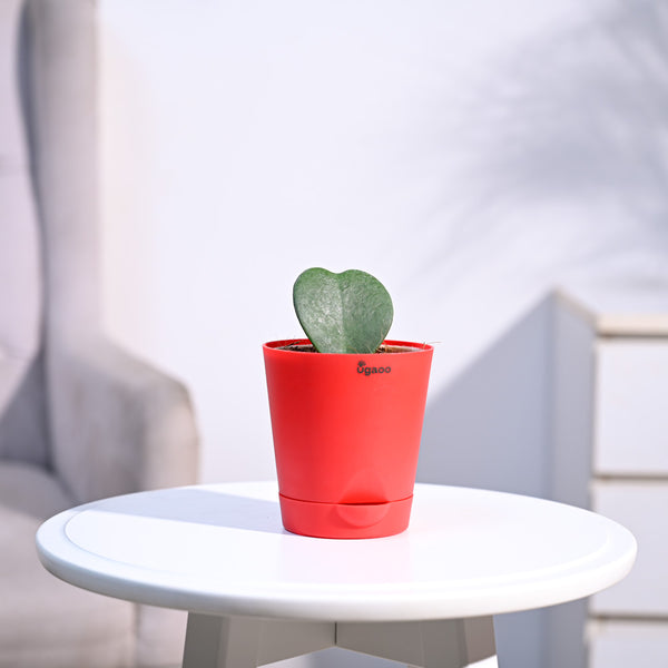 Ugaoo Heart Hoya Succulent Live Pet Safe Plant with Pot