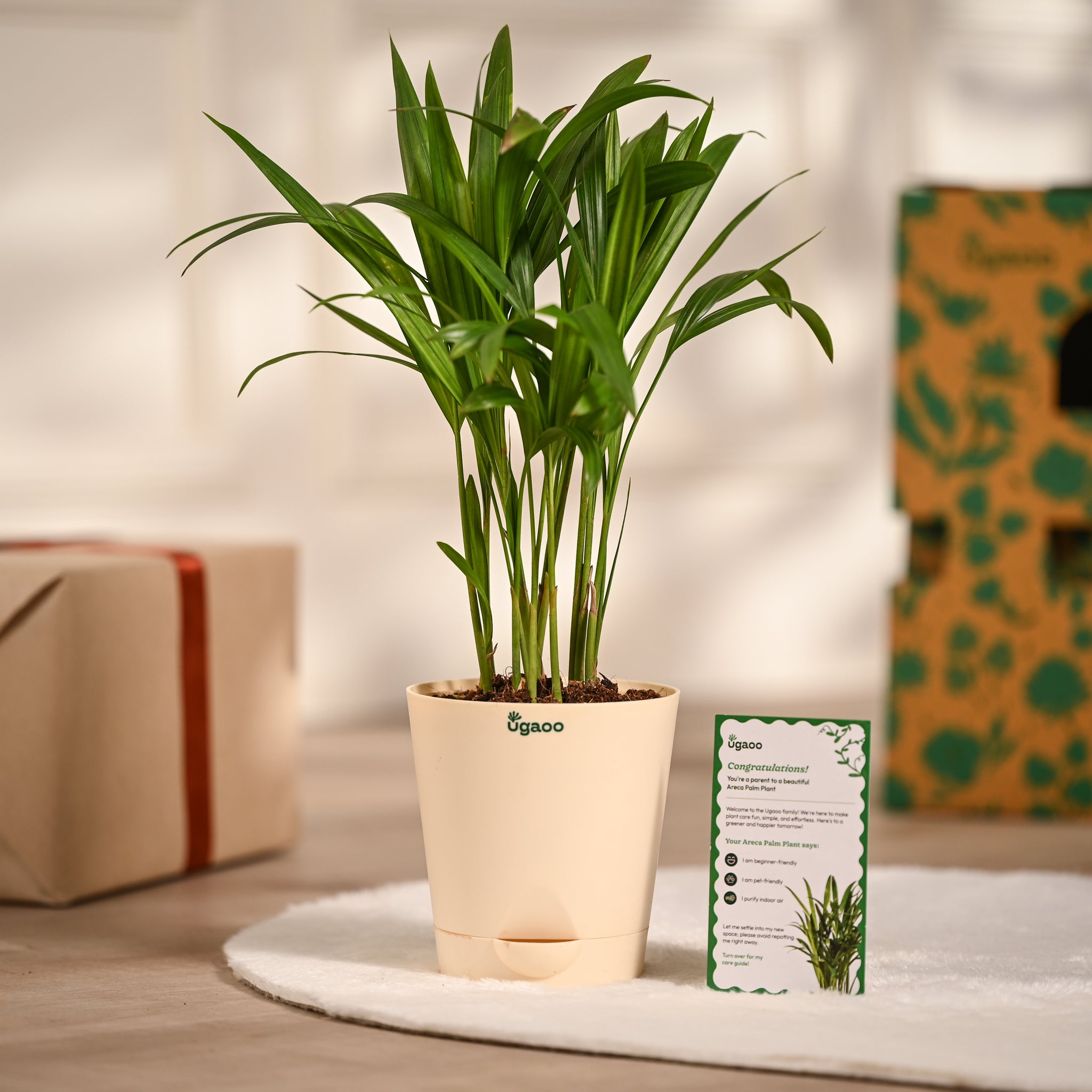 Ugaoo Areca Palm Plant with Self Watering Pot Pet Parent-Home & Garden Ugaoo Dropship