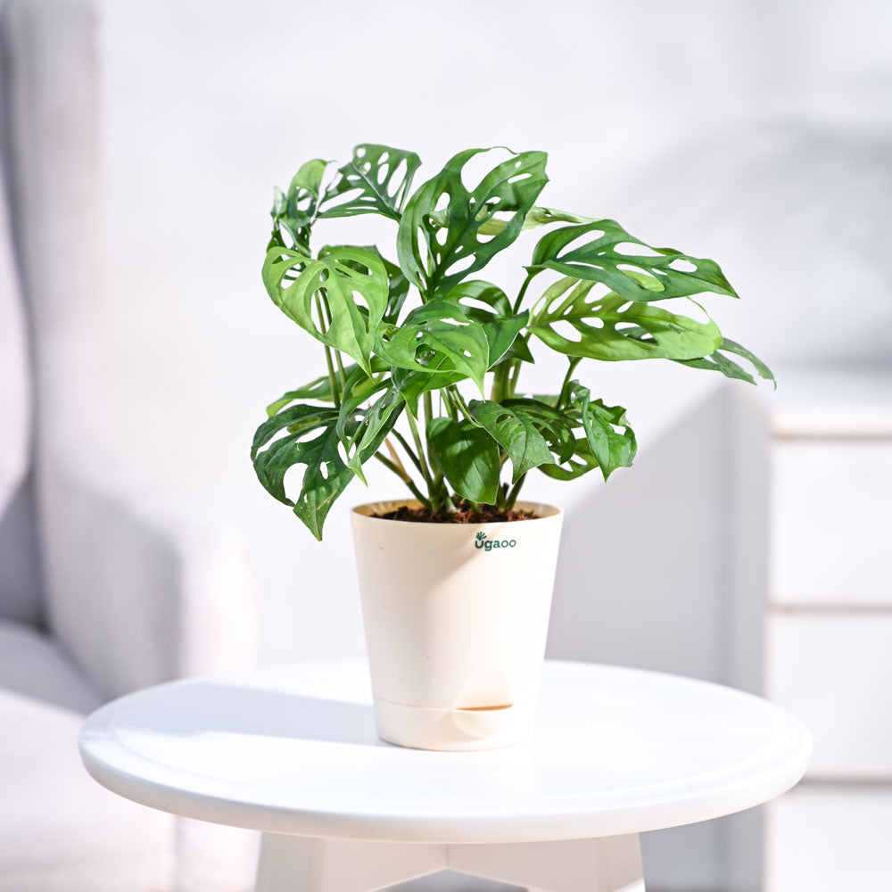 Ugaoo Philodendron Broken Heart Pet Safe Plant with White Self Watering Pot (Monstera Adansonii) Pet Parent-Home & Garden Ugaoo Dropship