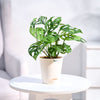 Ugaoo Philodendron Broken Heart Pet Safe Plant with White Self Watering Pot (Monstera Adansonii) Pet Parent-Home & Garden Ugaoo Dropship