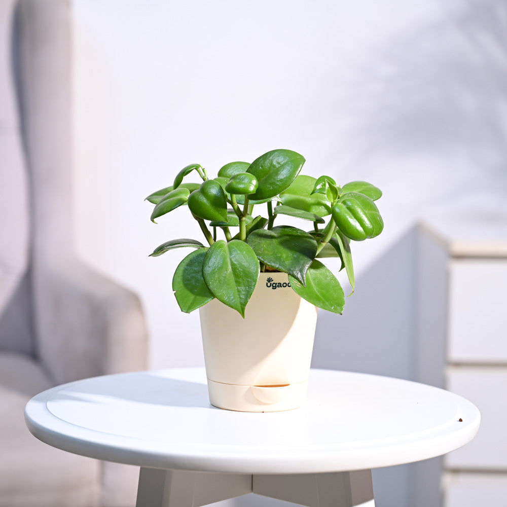 Ugaoo Succulent Live Peperomia Green Creeper Plant with Pot Pet Parent-Home & Garden Ugaoo Dropship 22-28cm