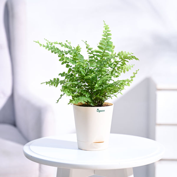 Ugaoo Boston Compacta Natural Live Indoor Pet Safe Plant with Pot
