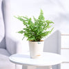 Ugaoo Boston Compacta Natural Live Indoor Pet Safe Plant with Pot Pet Parent-Home & Garden Ugaoo Dropship