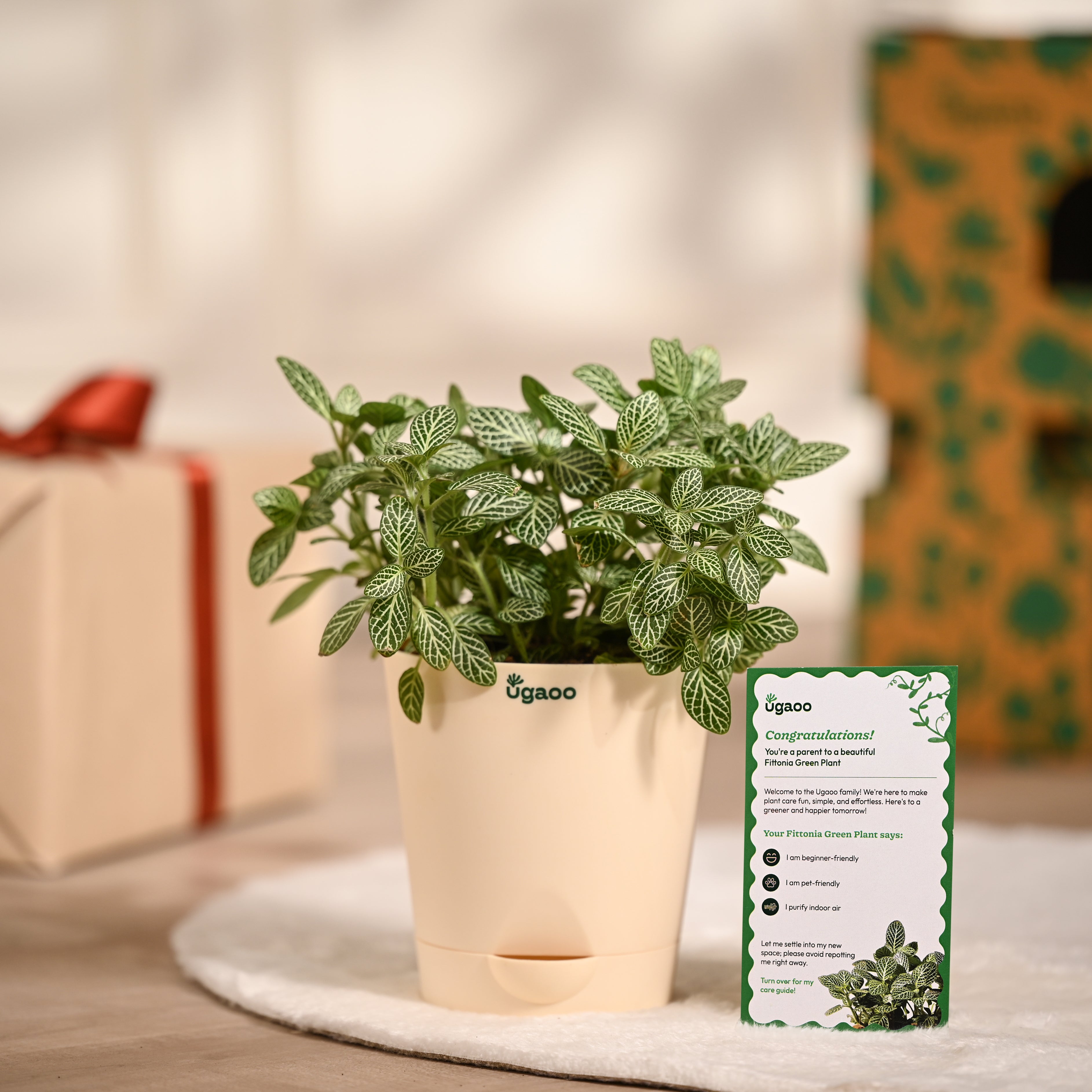 Ugaoo Fittonia Green Plant with Self Watering Pot (Nerve Plant) Pet Parent-Home & Garden Ugaoo Dropship
