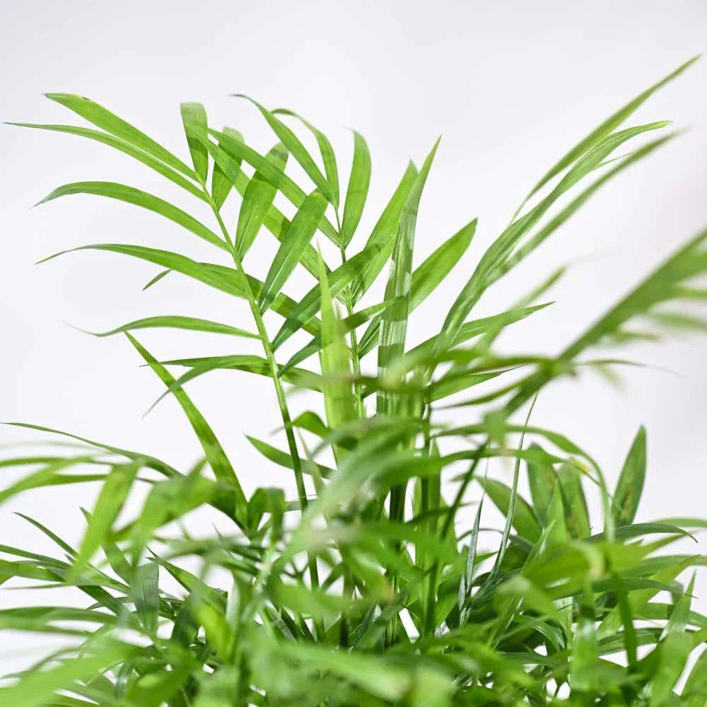 Ugaoo Bamboo Palm Plant with Self Watering Pot Pet Parent-Home & Garden Ugaoo Dropship