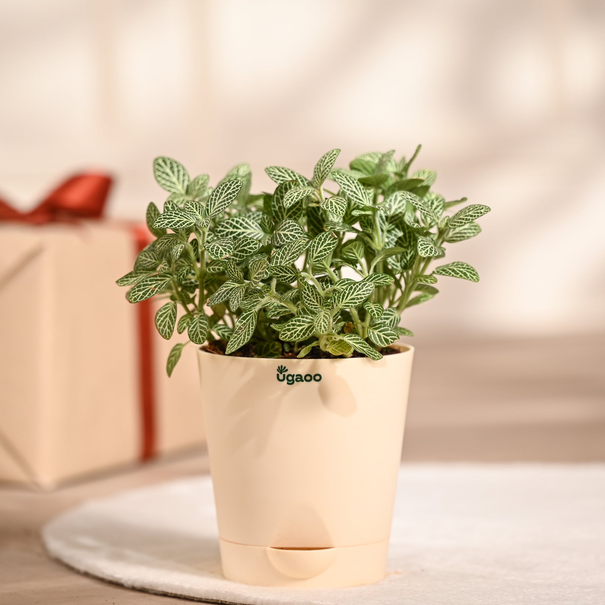 Ugaoo Fittonia Green Plant with Self Watering Pot (Nerve Plant) Pet Parent-Home & Garden Ugaoo Dropship 20-25cm