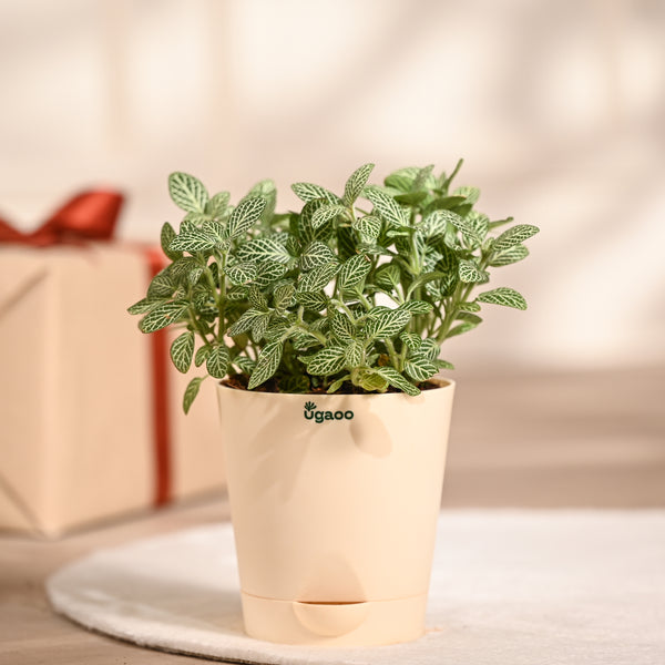 Ugaoo Fittonia Green Pet Safe Plant with Self Watering Pot (Nerve Plant)