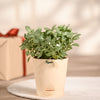 Ugaoo Fittonia Green Pet Safe Plant with Self Watering Pot (Nerve Plant) Pet Parent-Home & Garden Ugaoo Dropship 20-25cm