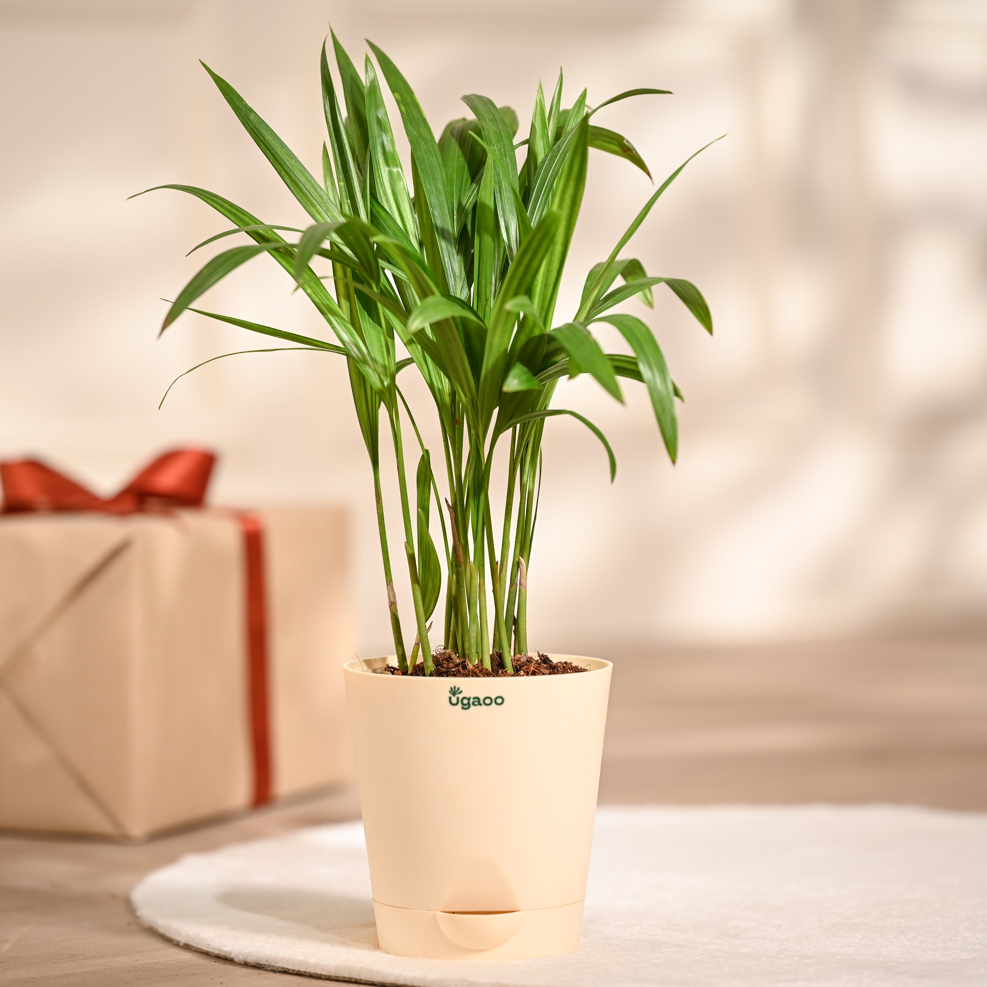 Ugaoo Areca Palm Plant with Self Watering Pot Pet Parent-Home & Garden Ugaoo Dropship 70-80cm