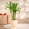 Ugaoo Areca Palm Pet Safe Plant with Self Watering Pot Pet Parent-Home & Garden Ugaoo Dropship