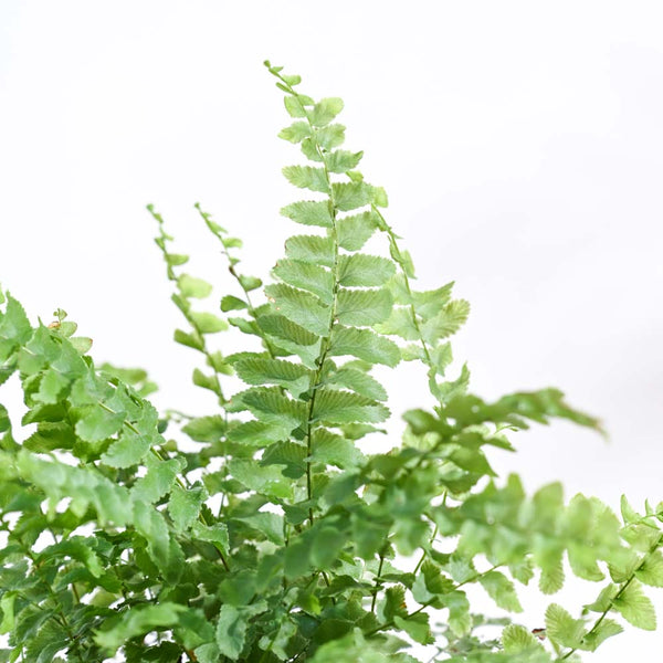 Ugaoo Boston Compacta Natural Live Indoor Pet Safe Plant with Pot