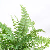 Ugaoo Boston Compacta Natural Live Indoor Pet Safe Plant with Pot Pet Parent-Home & Garden Ugaoo Dropship